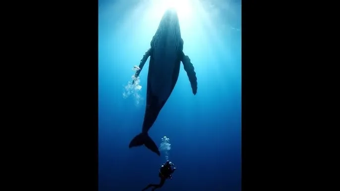 两个人在线观看视频播放 - 深蓝星球：探索海洋深处的未知世界